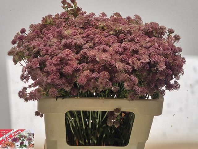 Astrantia major 'Pink Sensation'