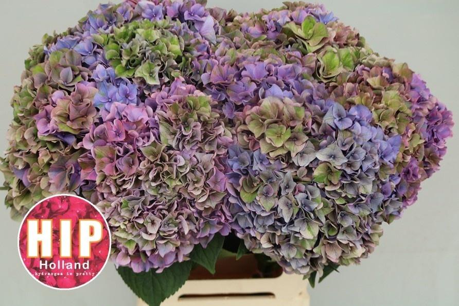 Hydrangea macrophylla 'Rodeo' (classic)