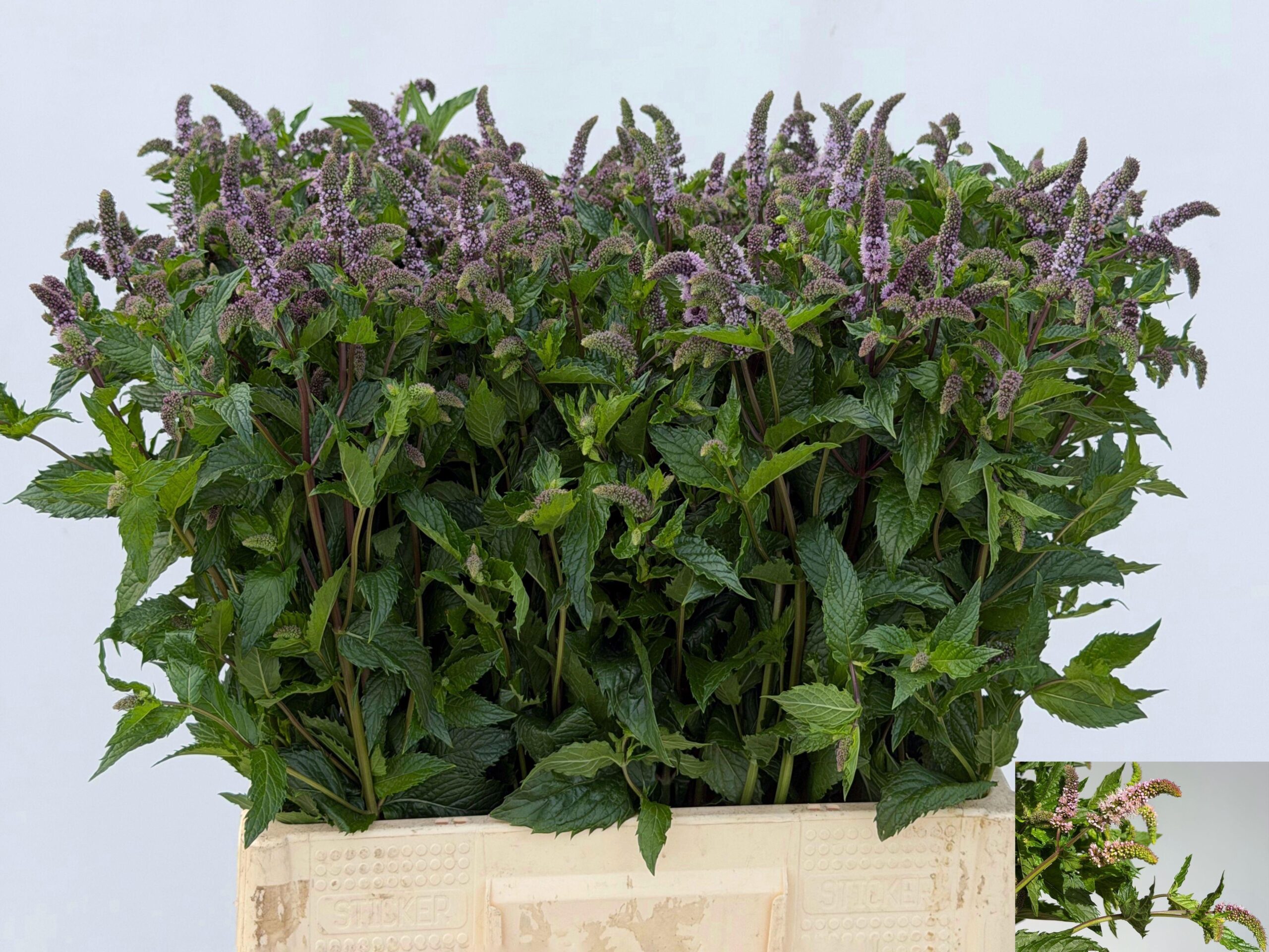 Mentha 'Tigra'