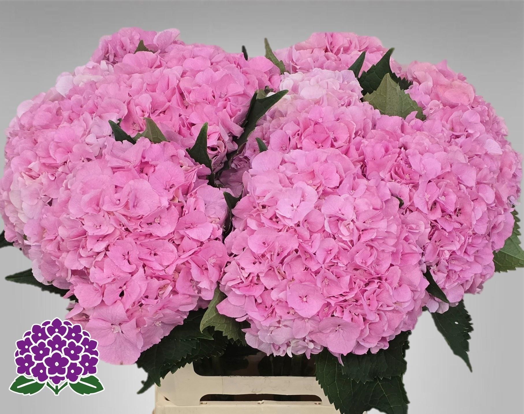 Hydrangea macrophylla Royal Symphony