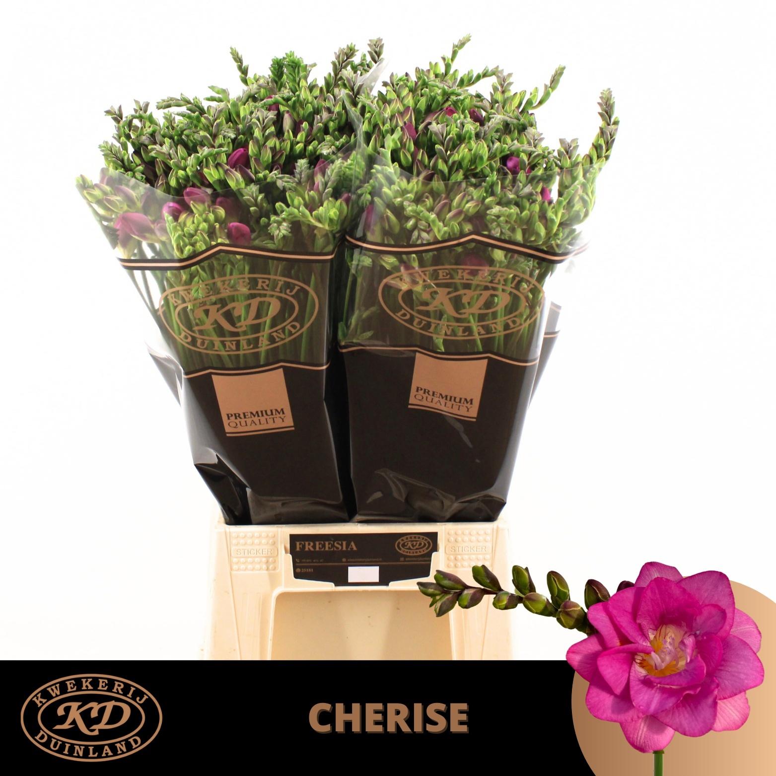 Freesia dubbelbloemig Cherise
