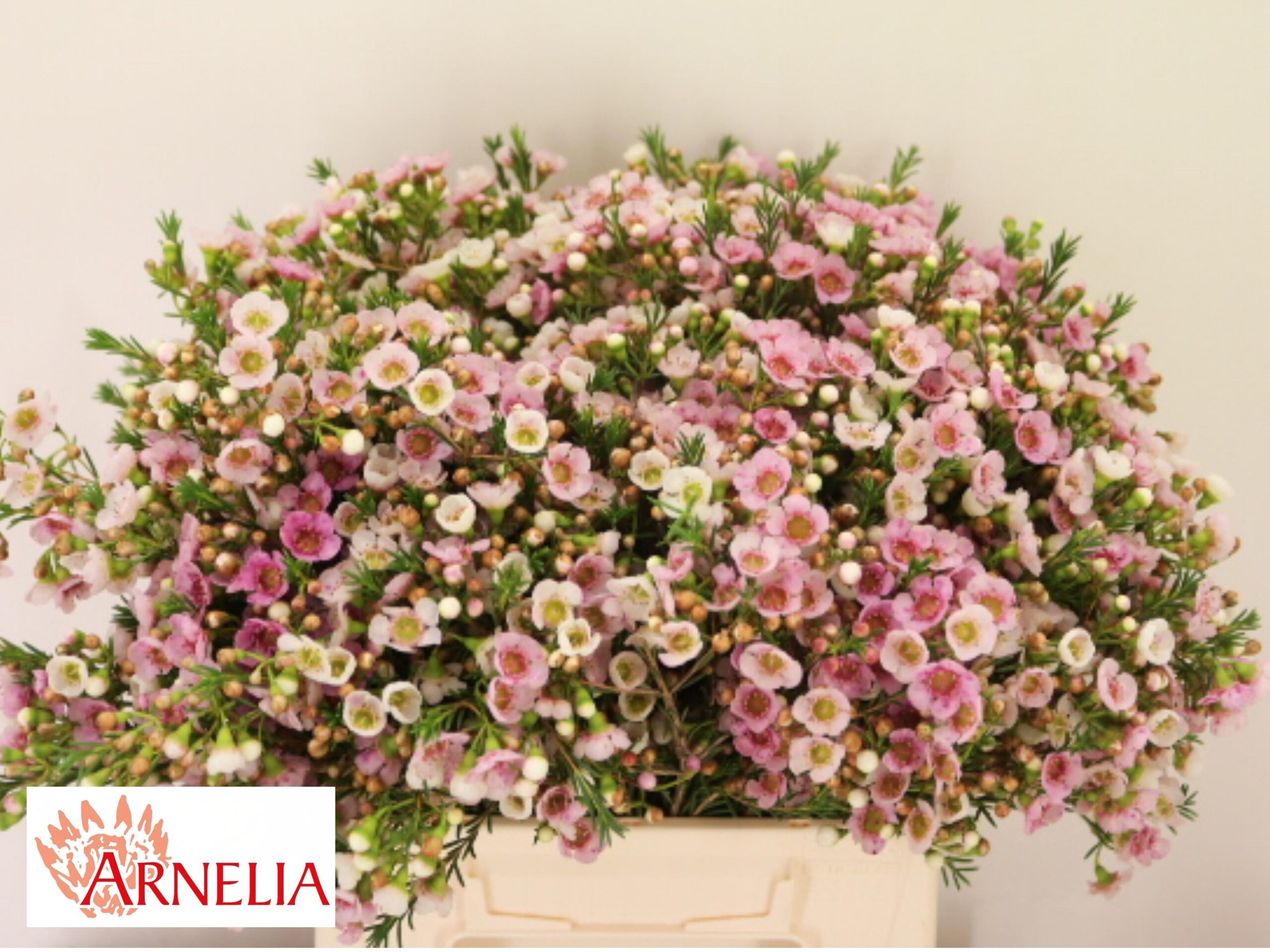Chamelaucium 'Choir Girl'
