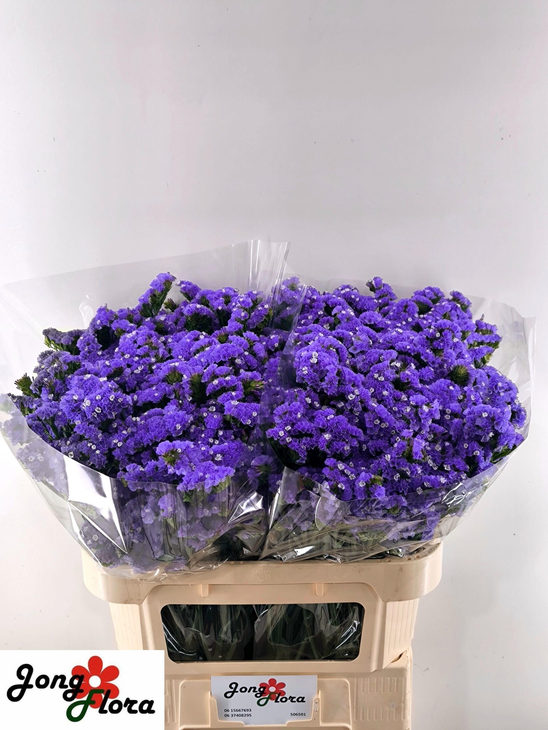 Limonium sinuatum Midnight Wings