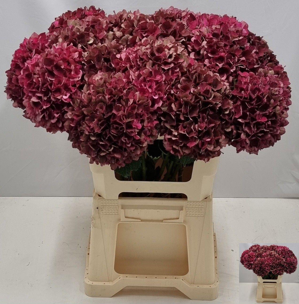 Hydrangea macrophylla Magical Rubyred (classic)