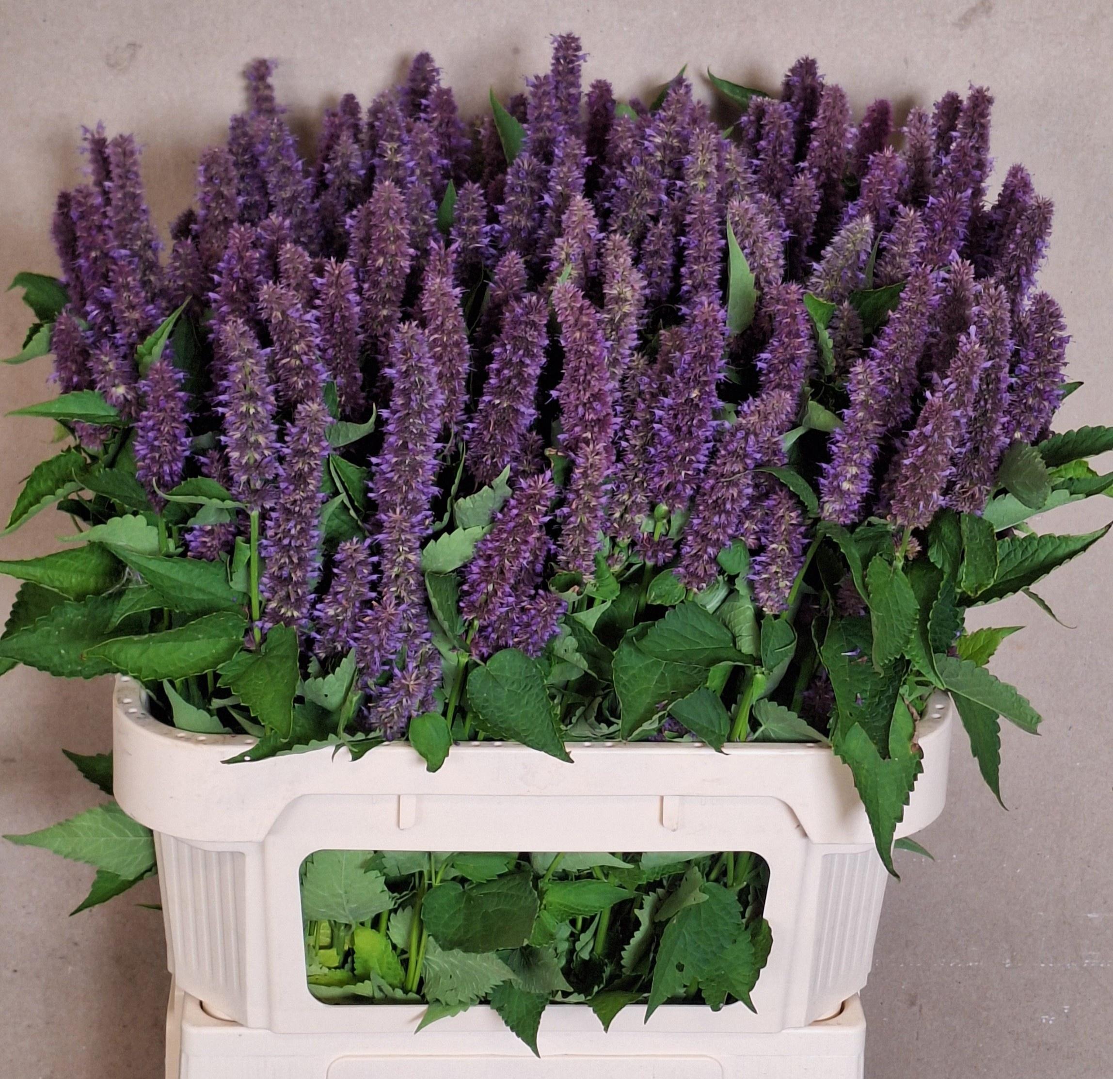 Agastache