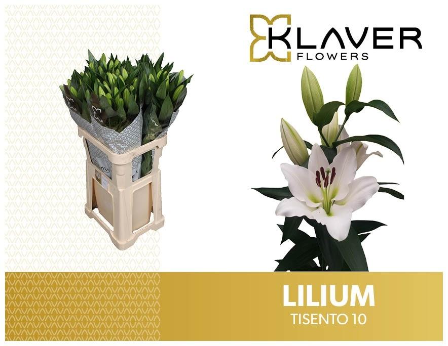 Lilium (OT-hybrids Grp) 'Tisento'