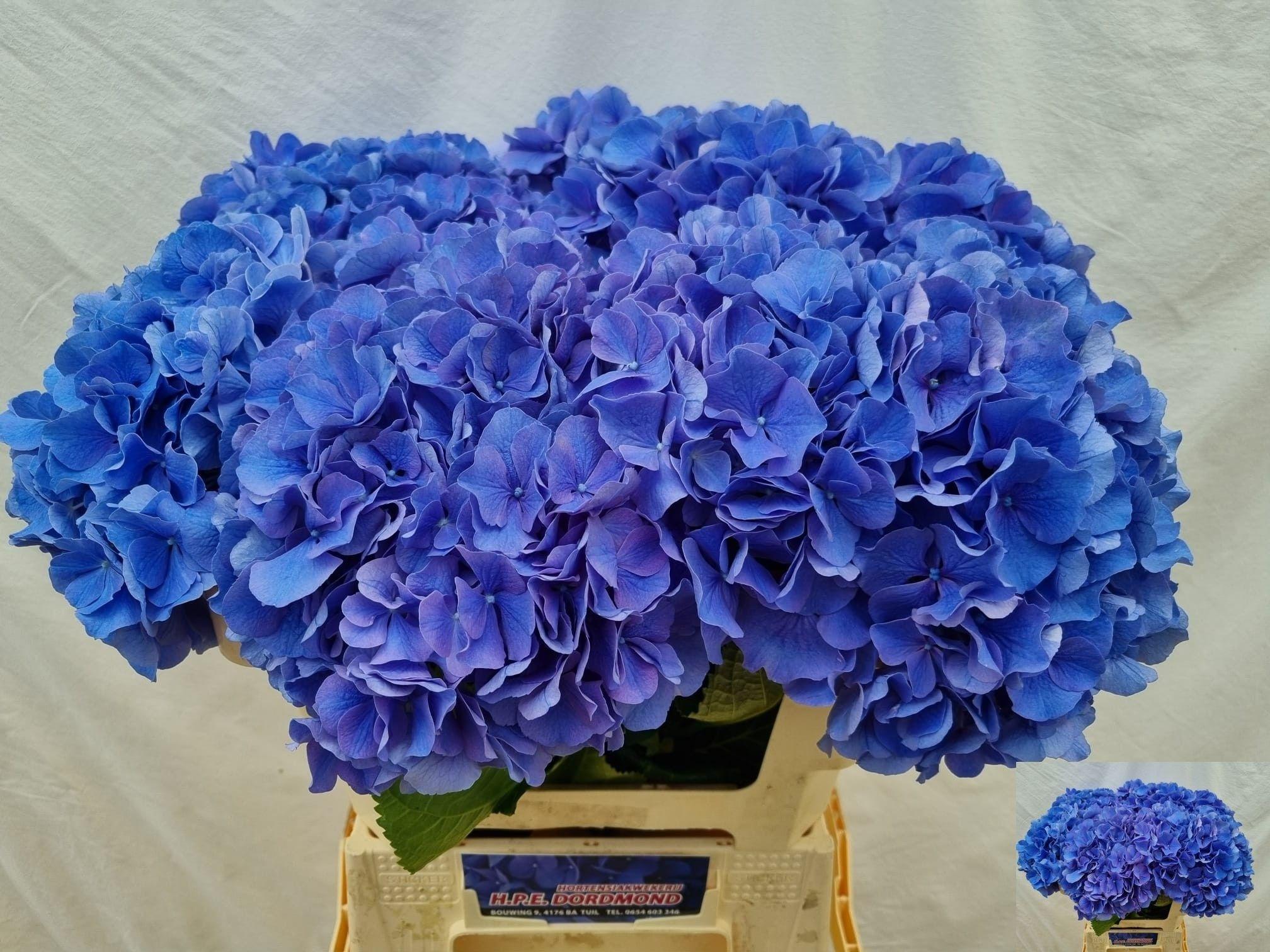 Hydrangea macrophylla 'Pompidou'