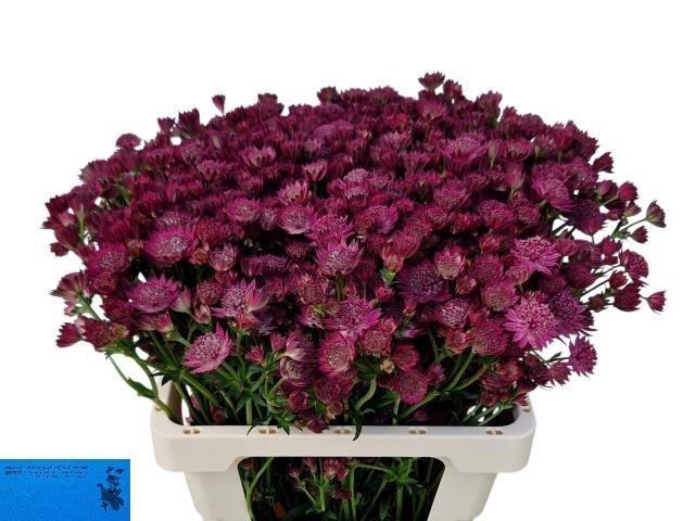 Astrantia major Red Joyce