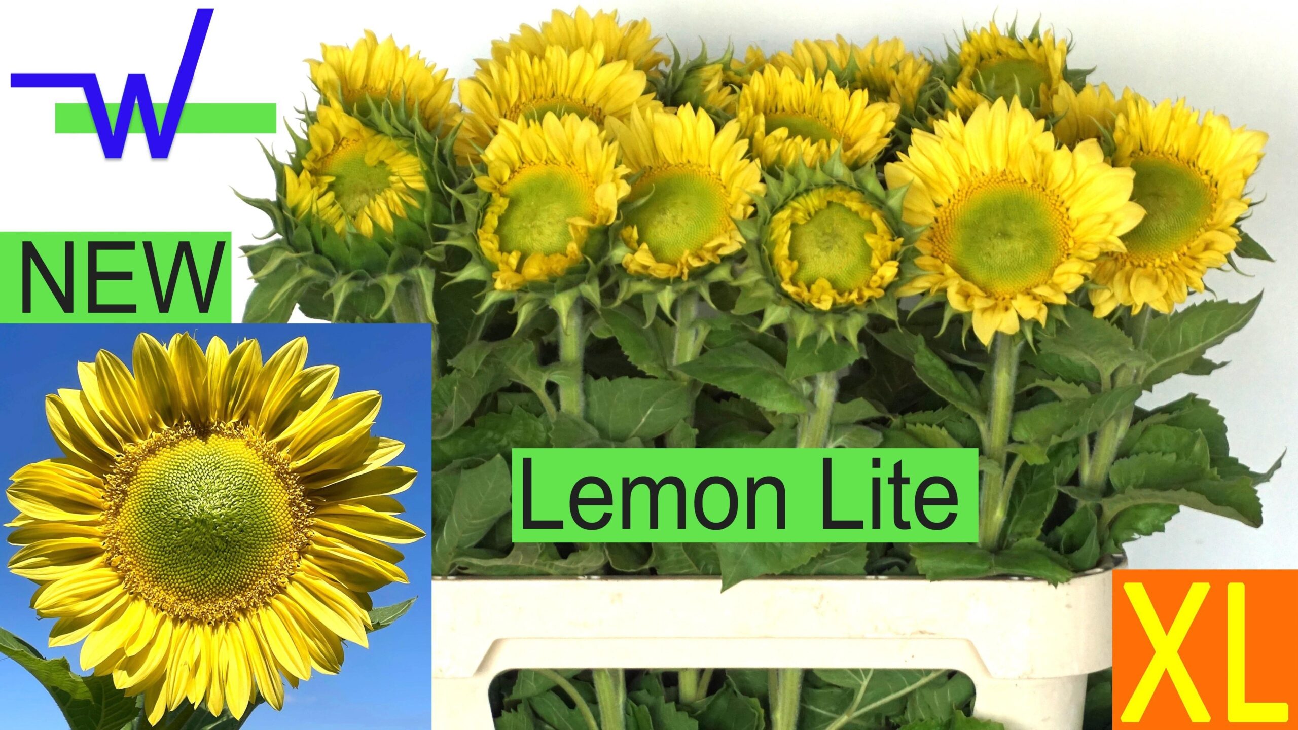 Helianthus