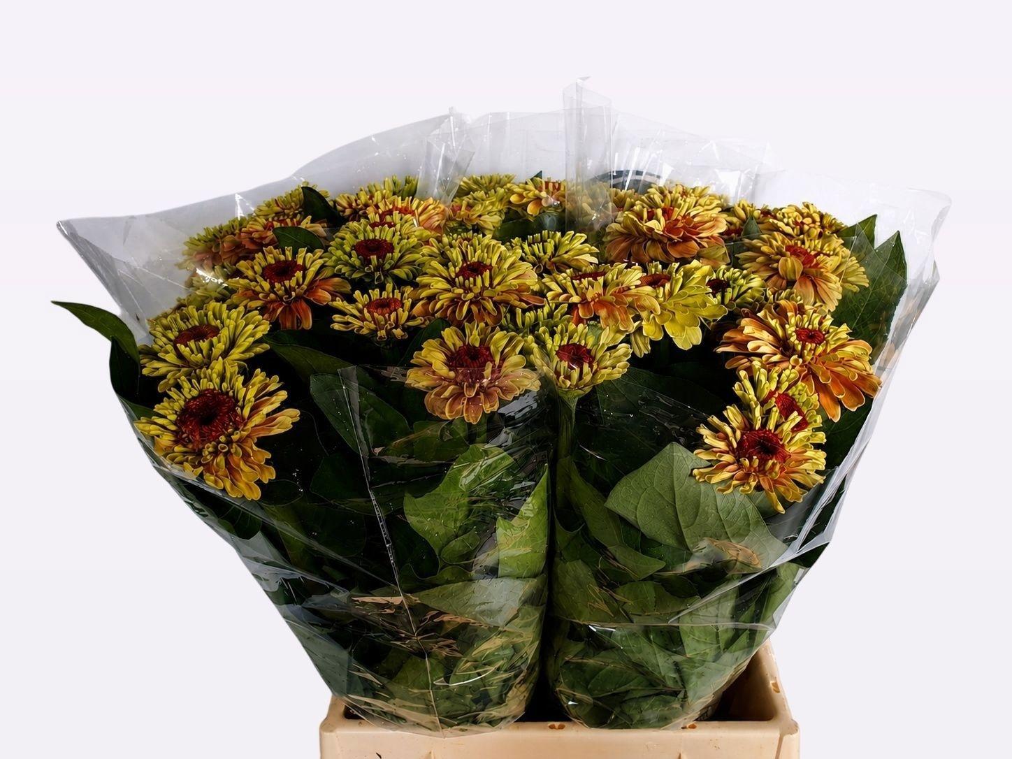 Zinnia elegans 'Queen Red Lime'