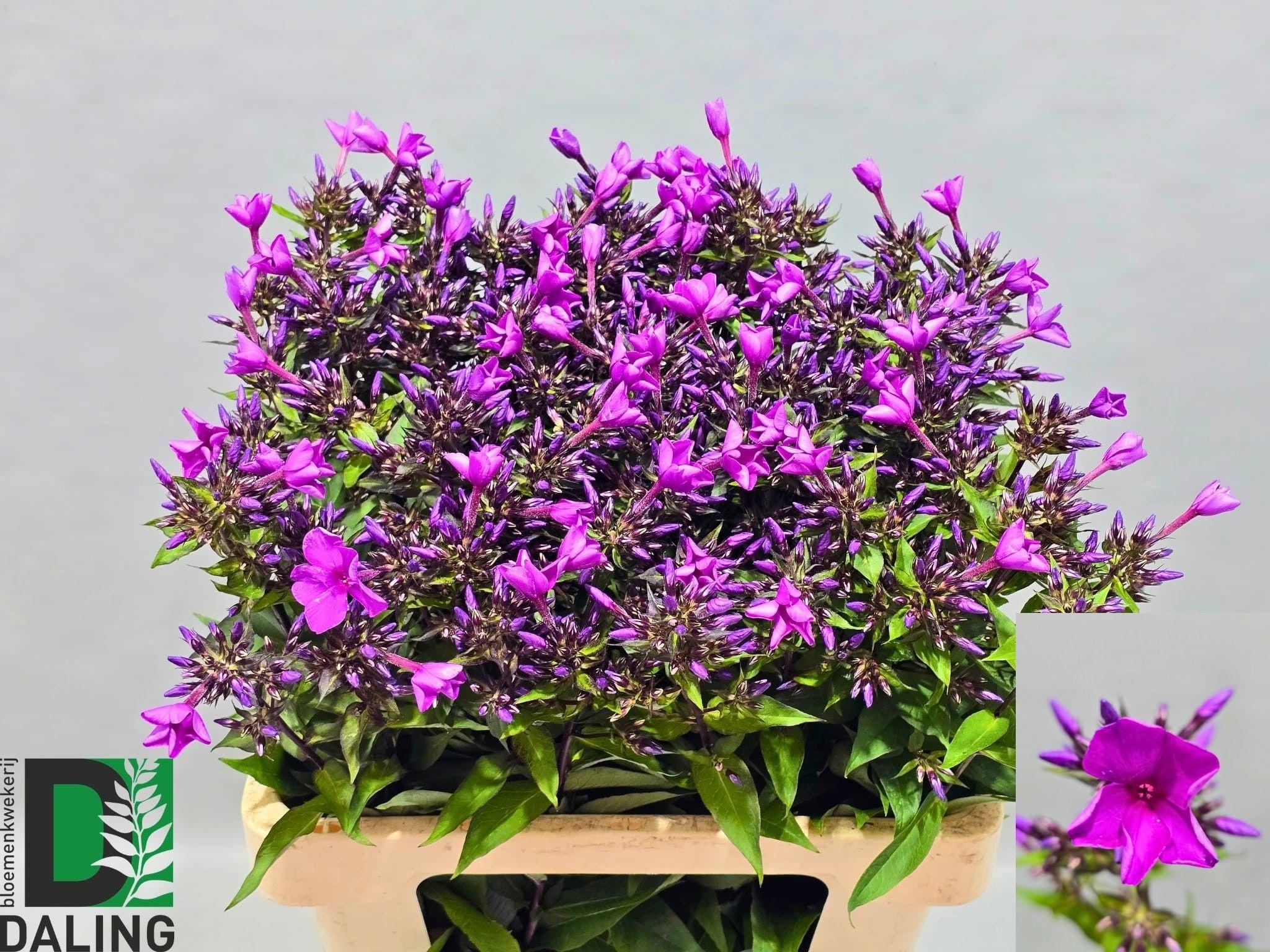 Snijbloemen overig
