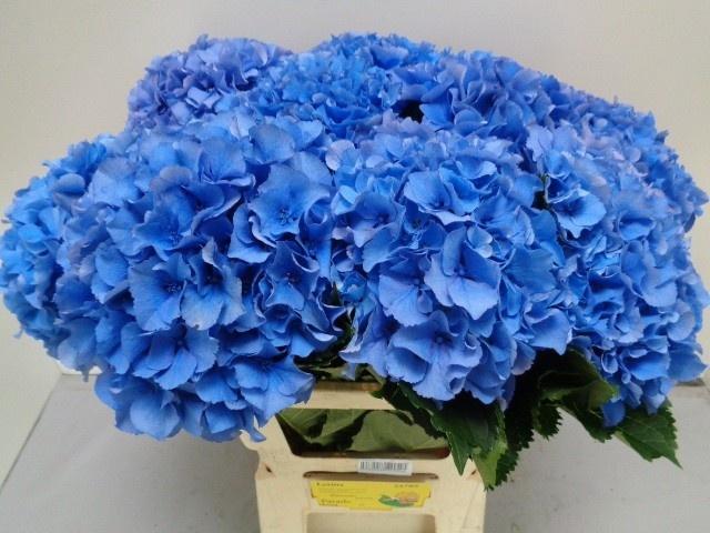 Hydrangea macrophylla Royal Parade