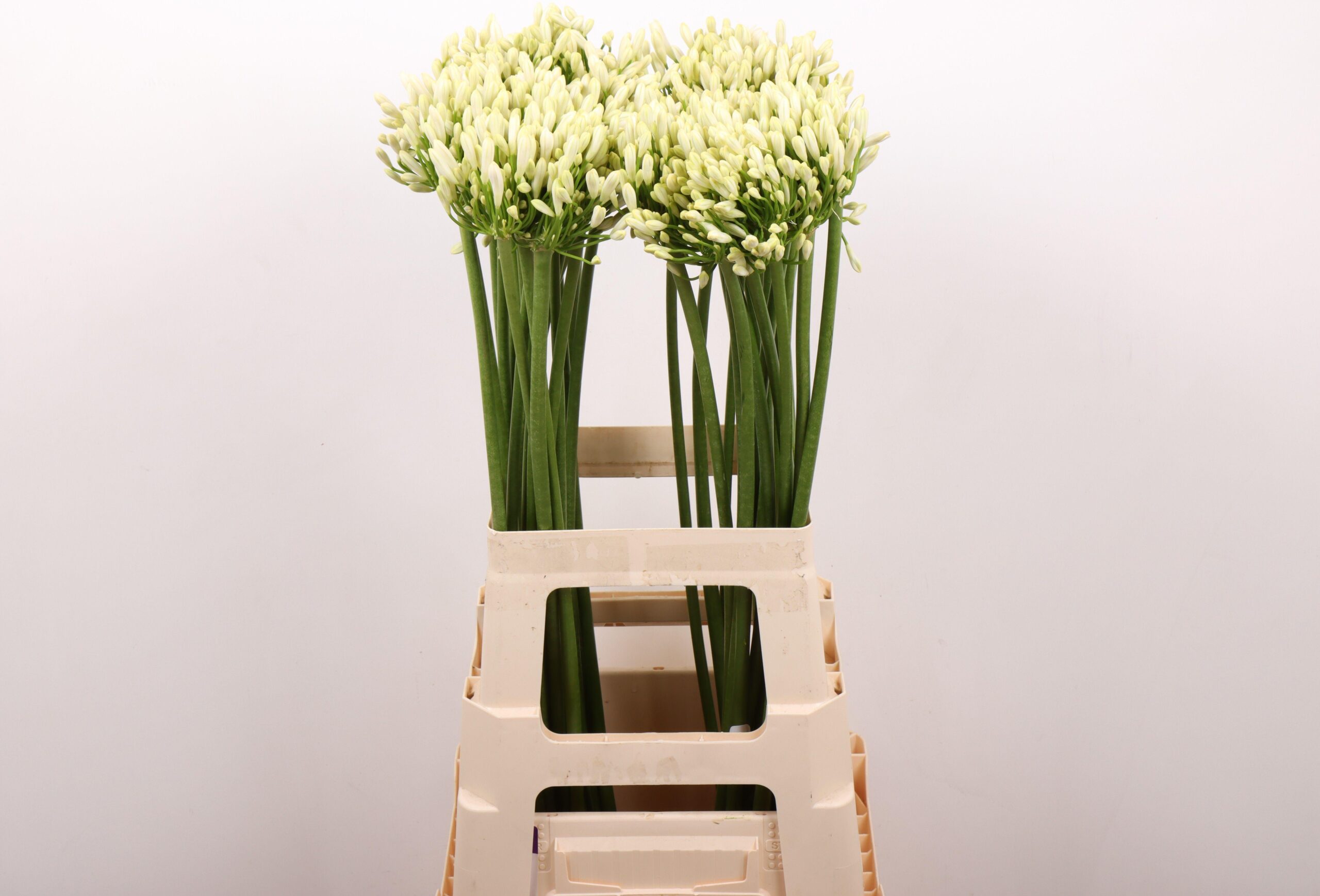 Agapanthus 'Gletsjer'