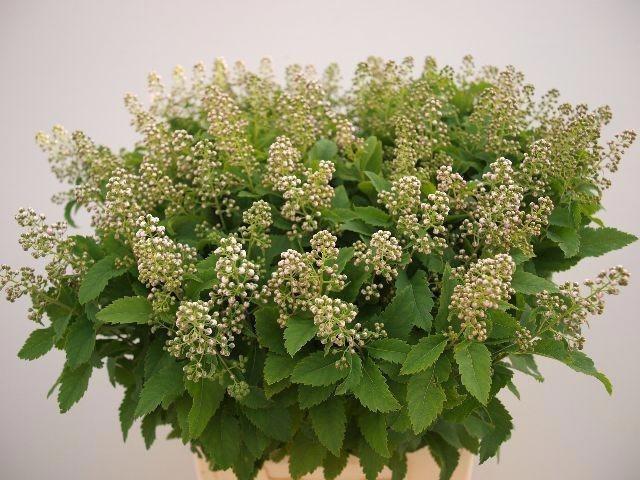 Spiraea salicifolia Magical Pink Innocence