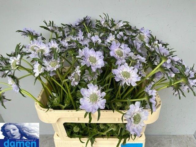 Scabiosa caucasica 'Jisca'