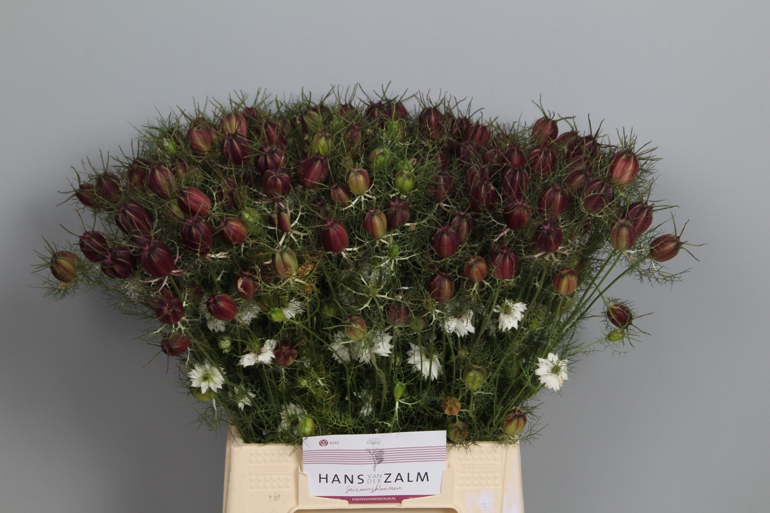 Nigella damascena (zaaddoos)