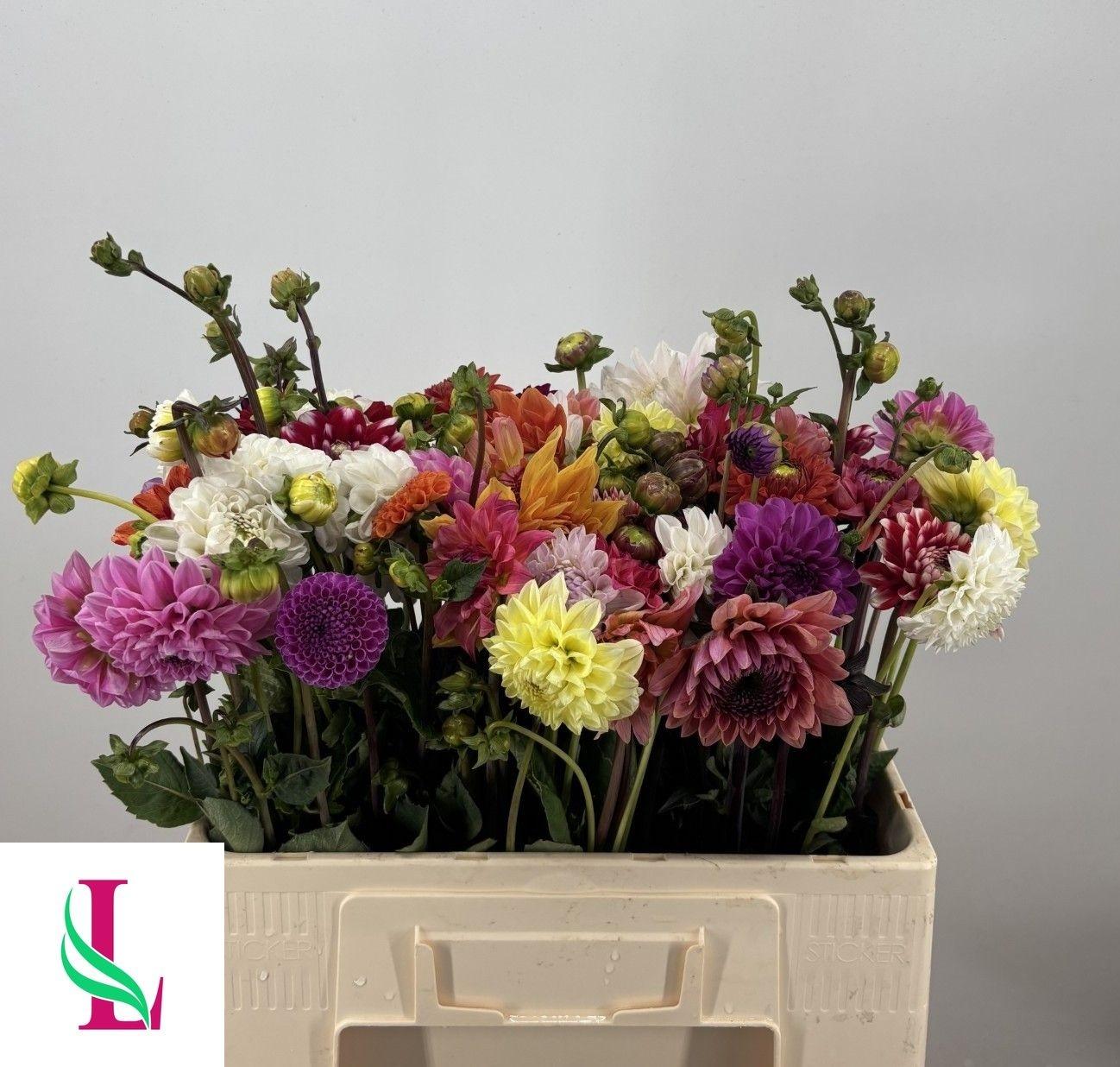 Dahlia gemengd