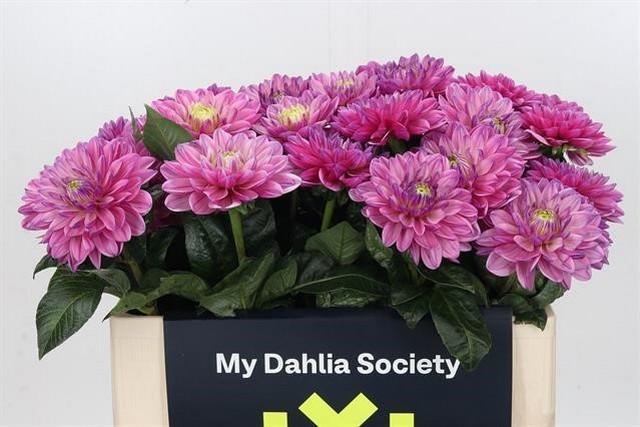 Dahlia overig