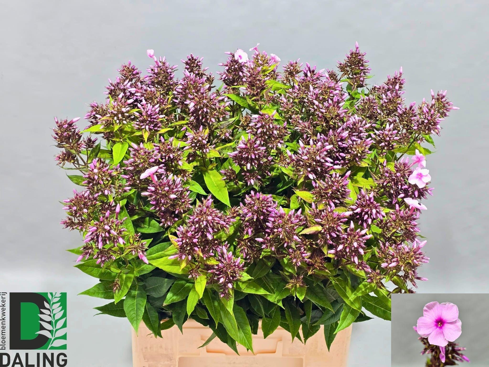 Phlox (Paniculata Grp) 'Bright Eyes'