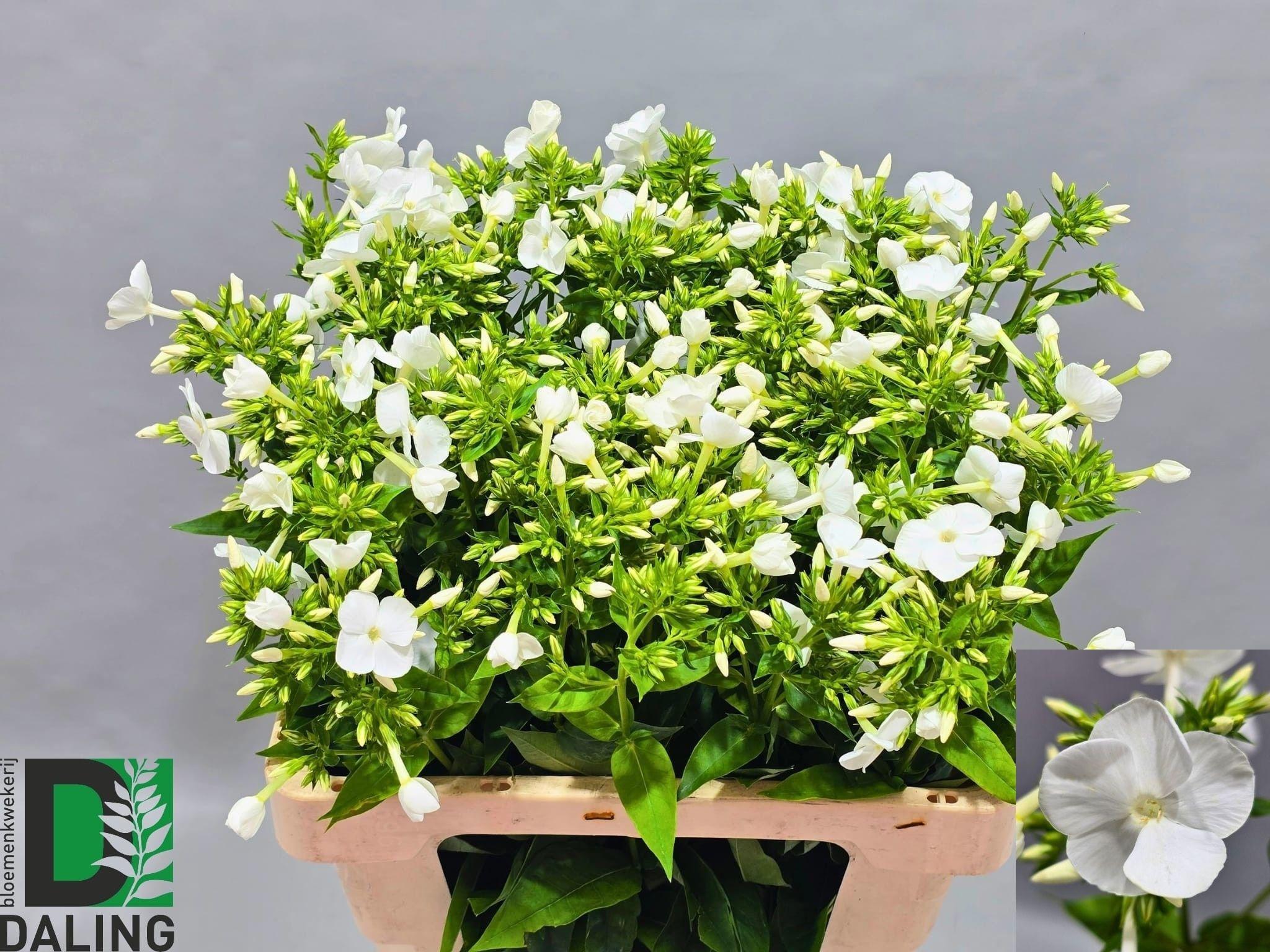Snijbloemen overig