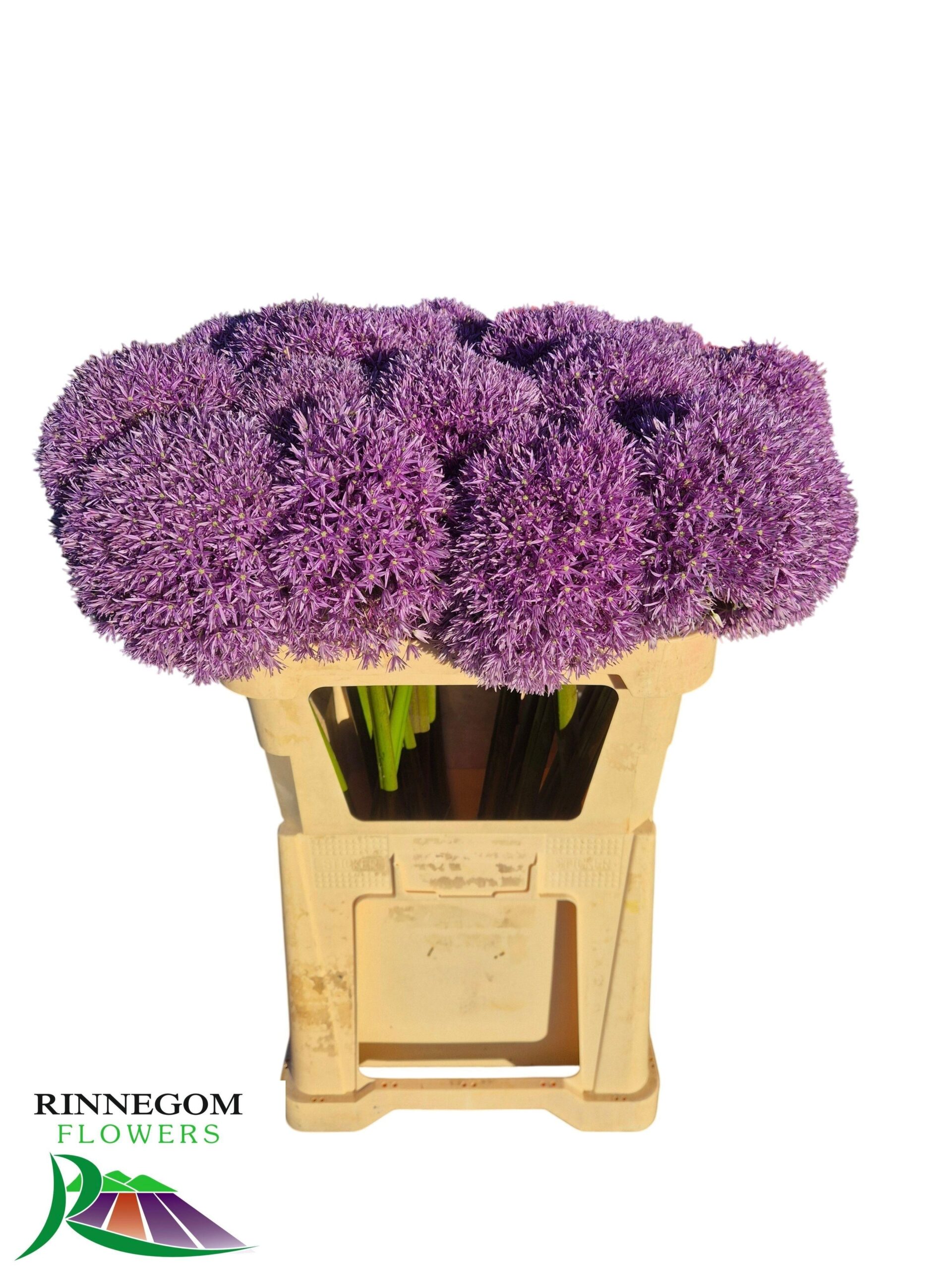 Allium 'Globemaster'