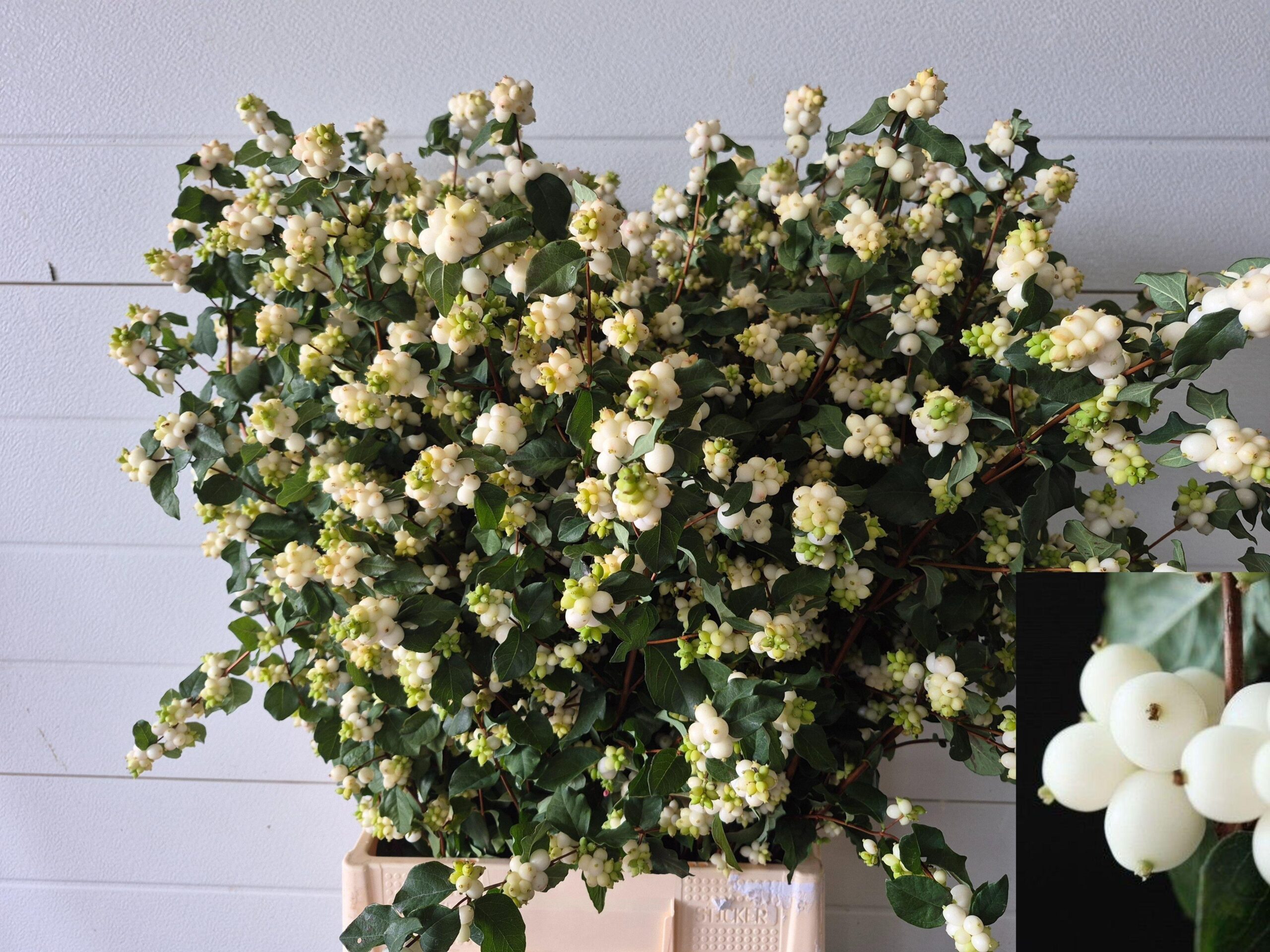 Symphoricarpos (White Berry Grp) Magical Milky Way