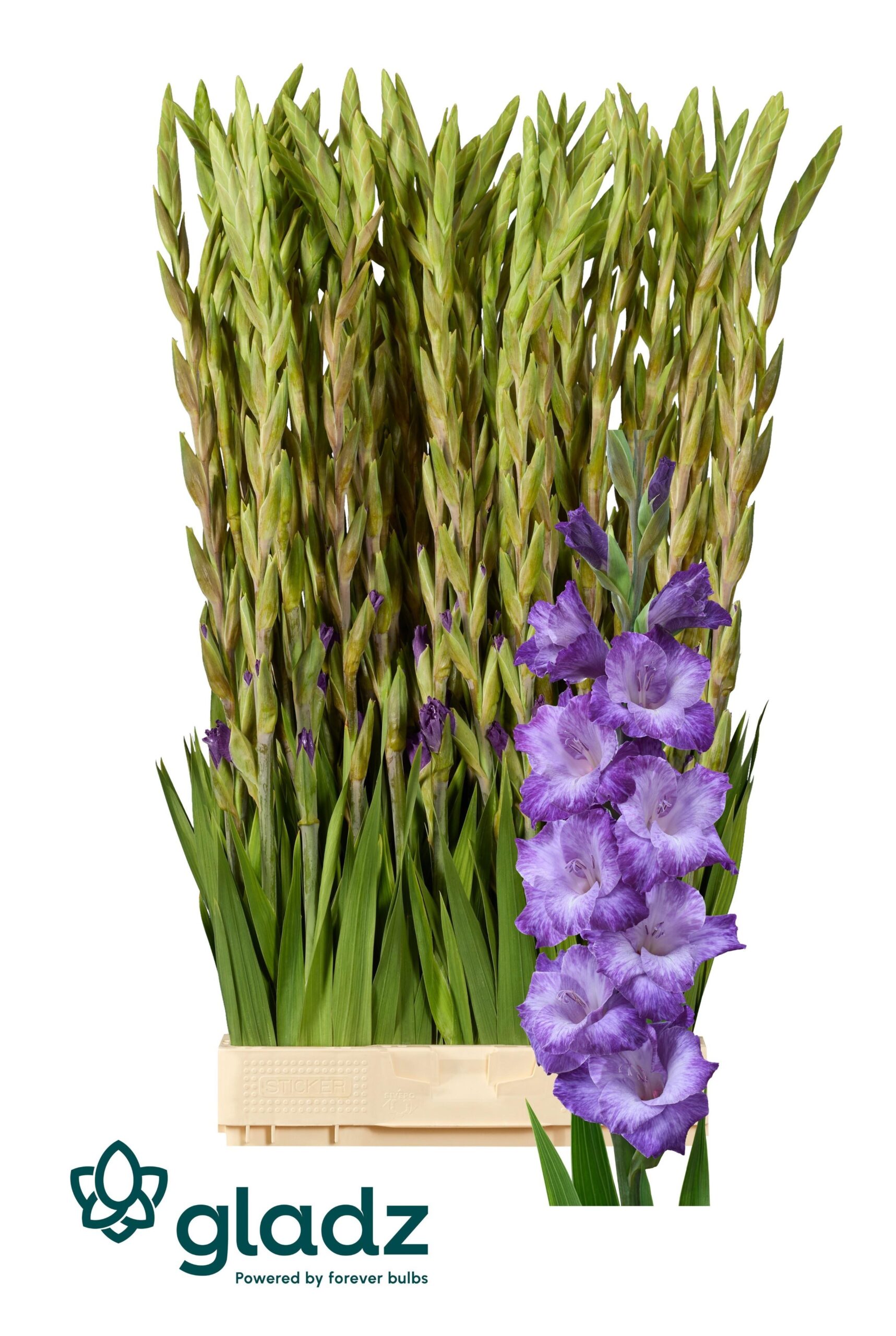Snijbloemen overig