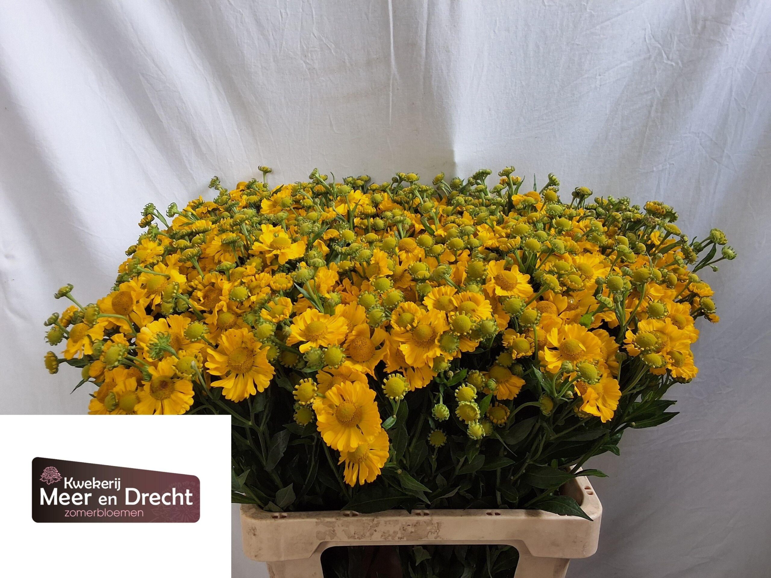 Helenium Sunny Flirt