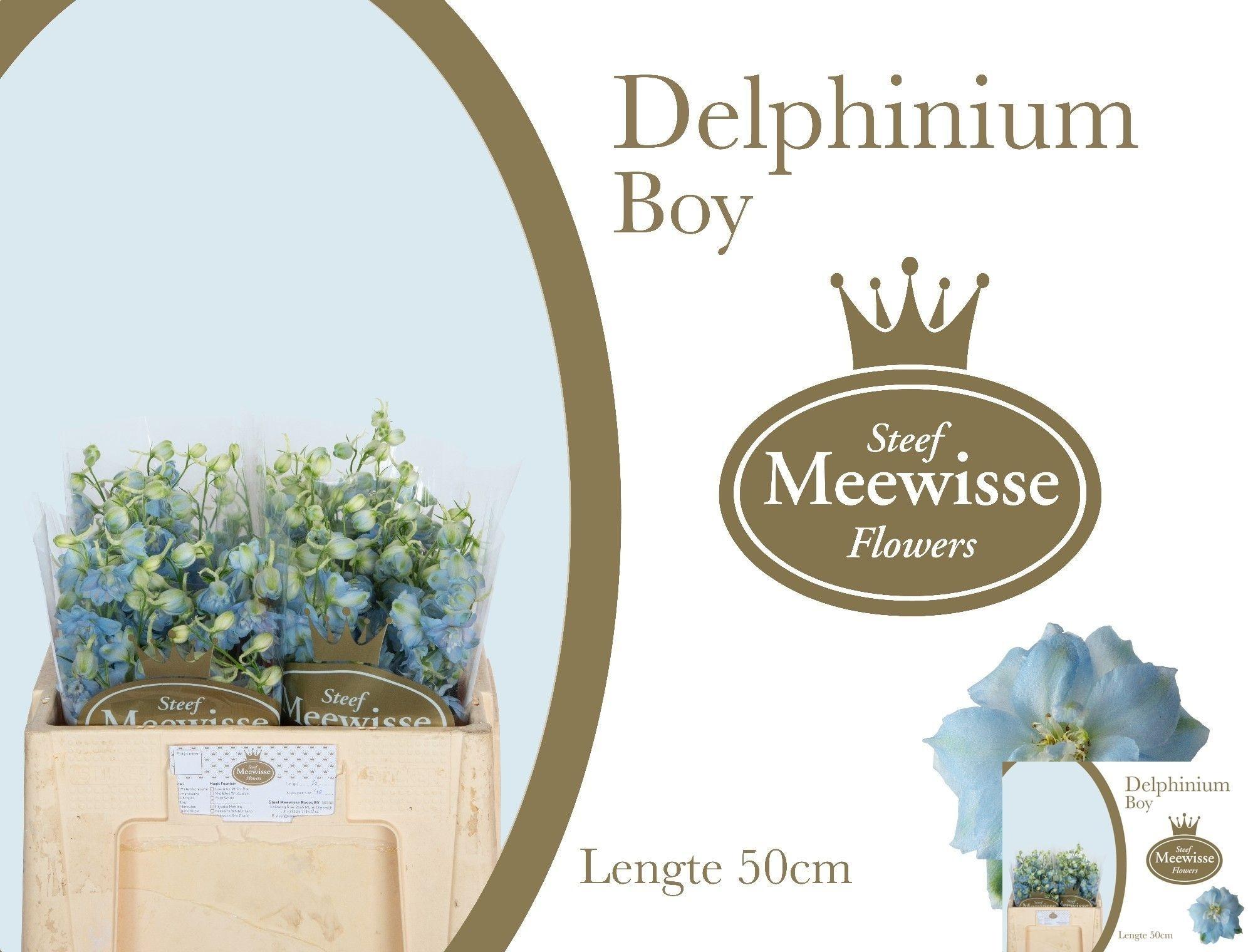 Delphinium dubbelbloemig (Elatum Grp) 'Dewi Boy'