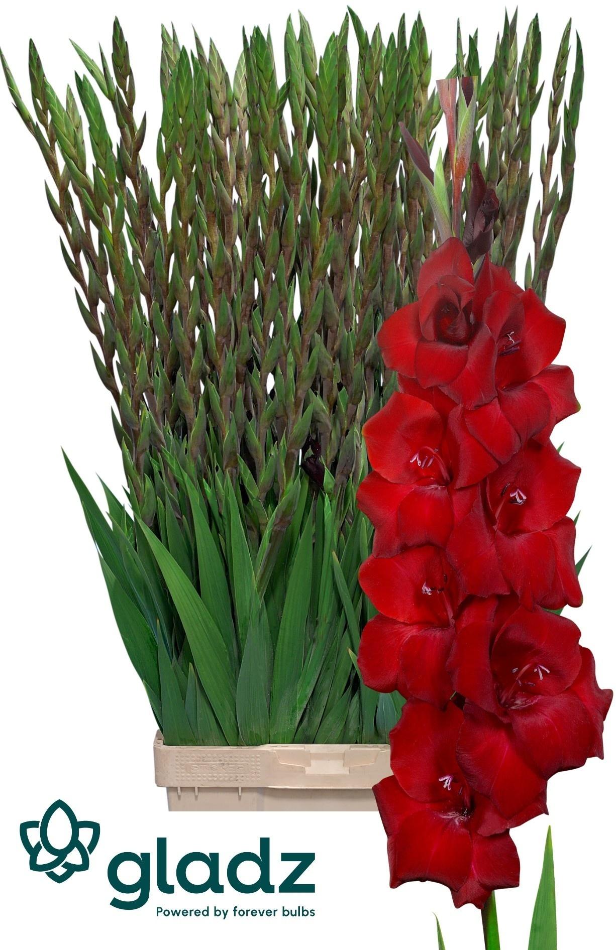 Gladiolus (Large-flowered Grp) 'Fat Boy'
