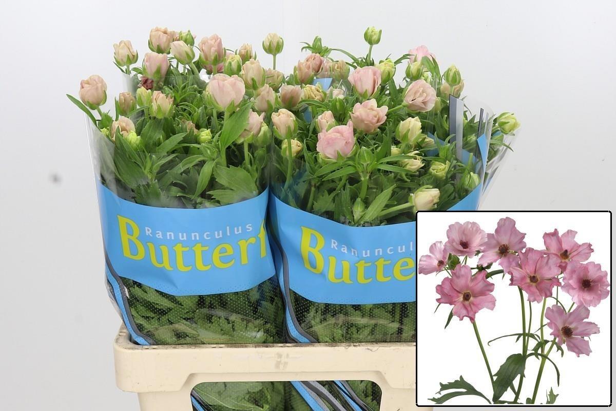 Ranunculus Butterfly Isis