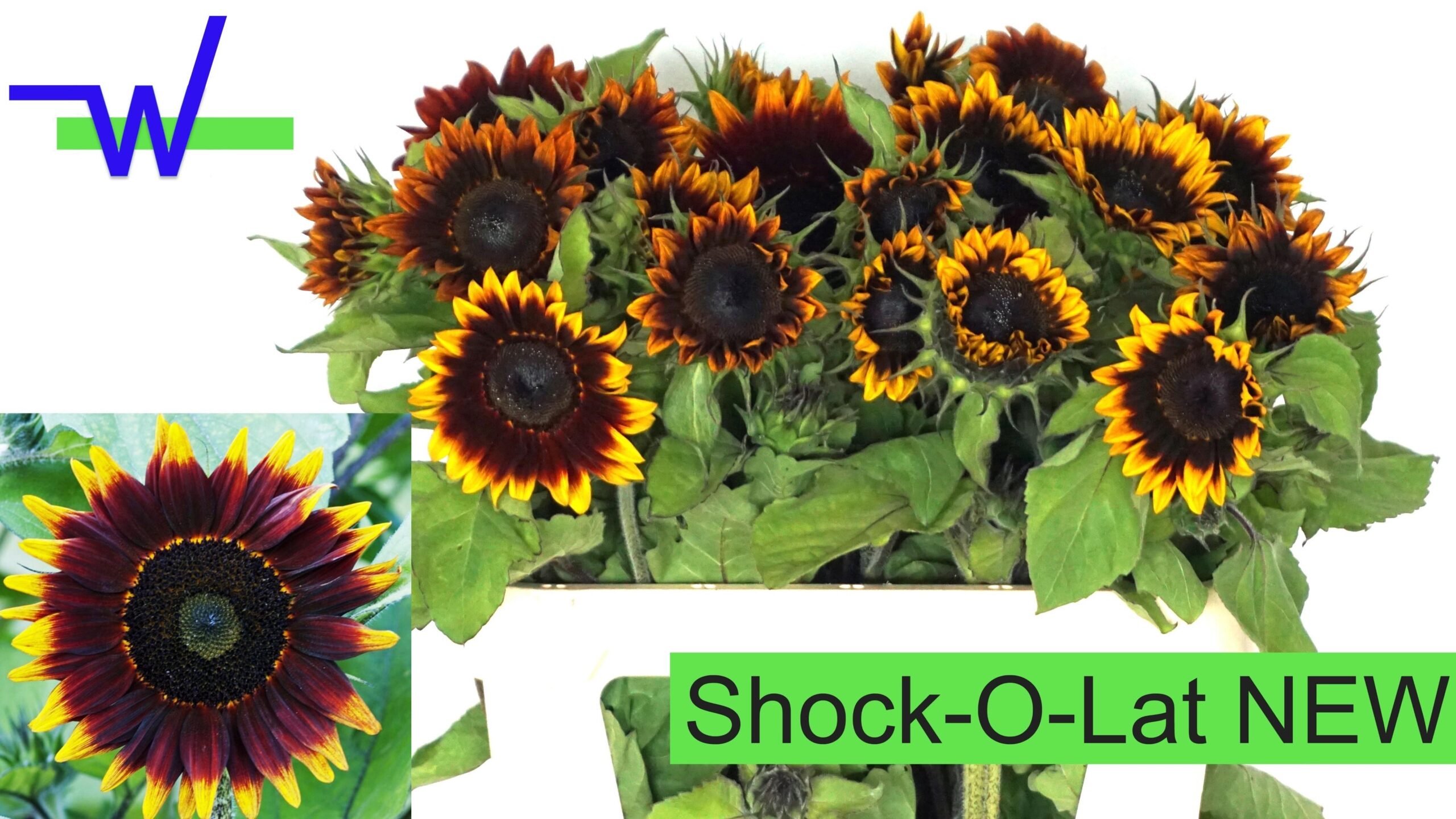 Helianthus
