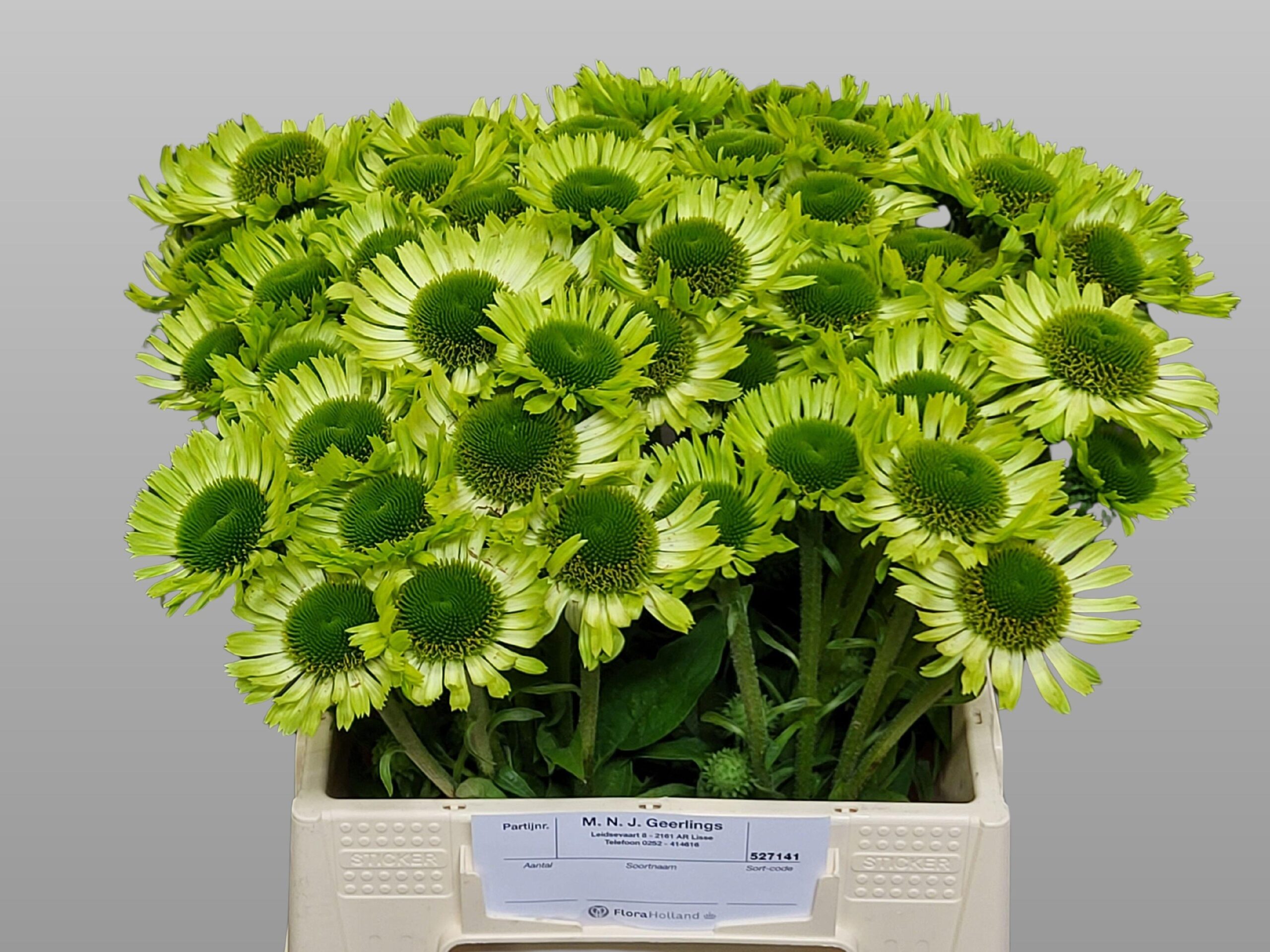 Echinacea purpurea 'Green Jewel'