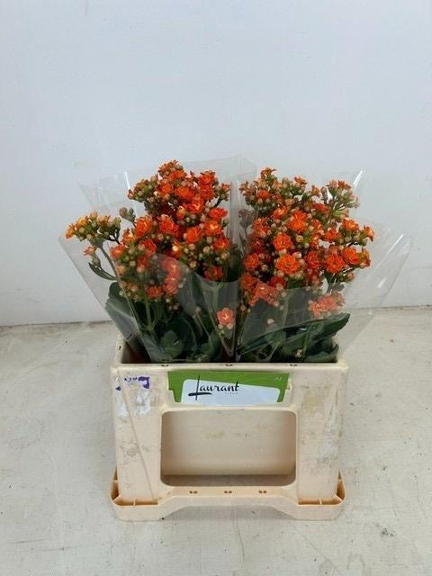 Kalanchoe 'Brilliant Orange Meadow'