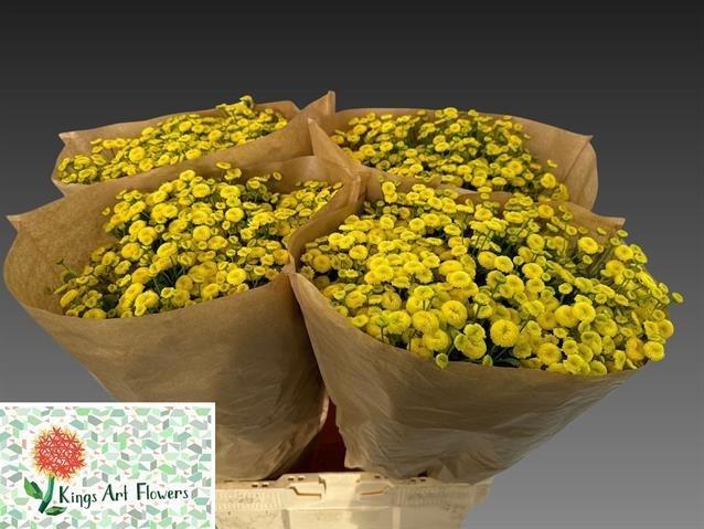 Tanacetum parthenium 'Amazone'