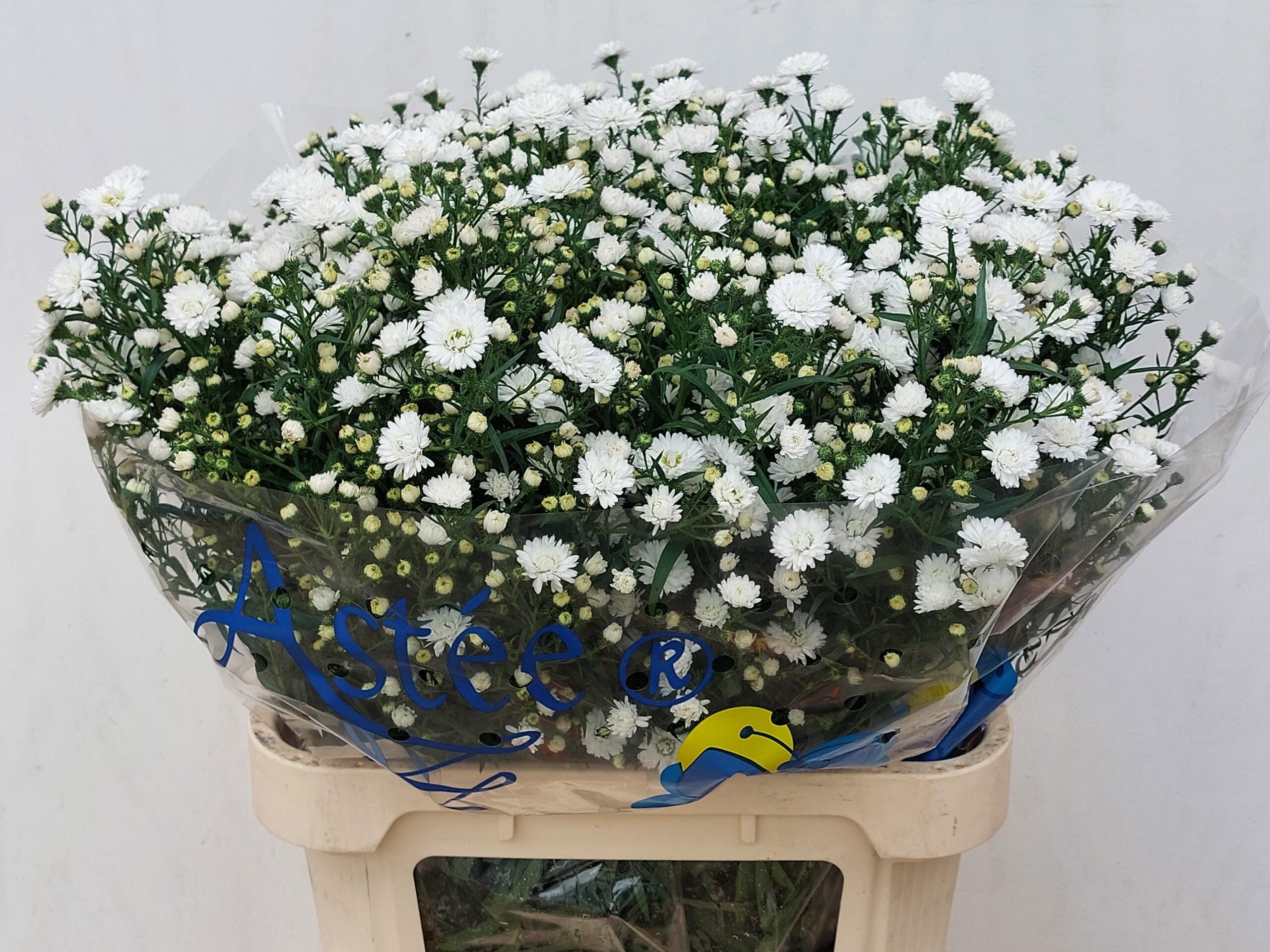 Aster 'Pretty Wendy'