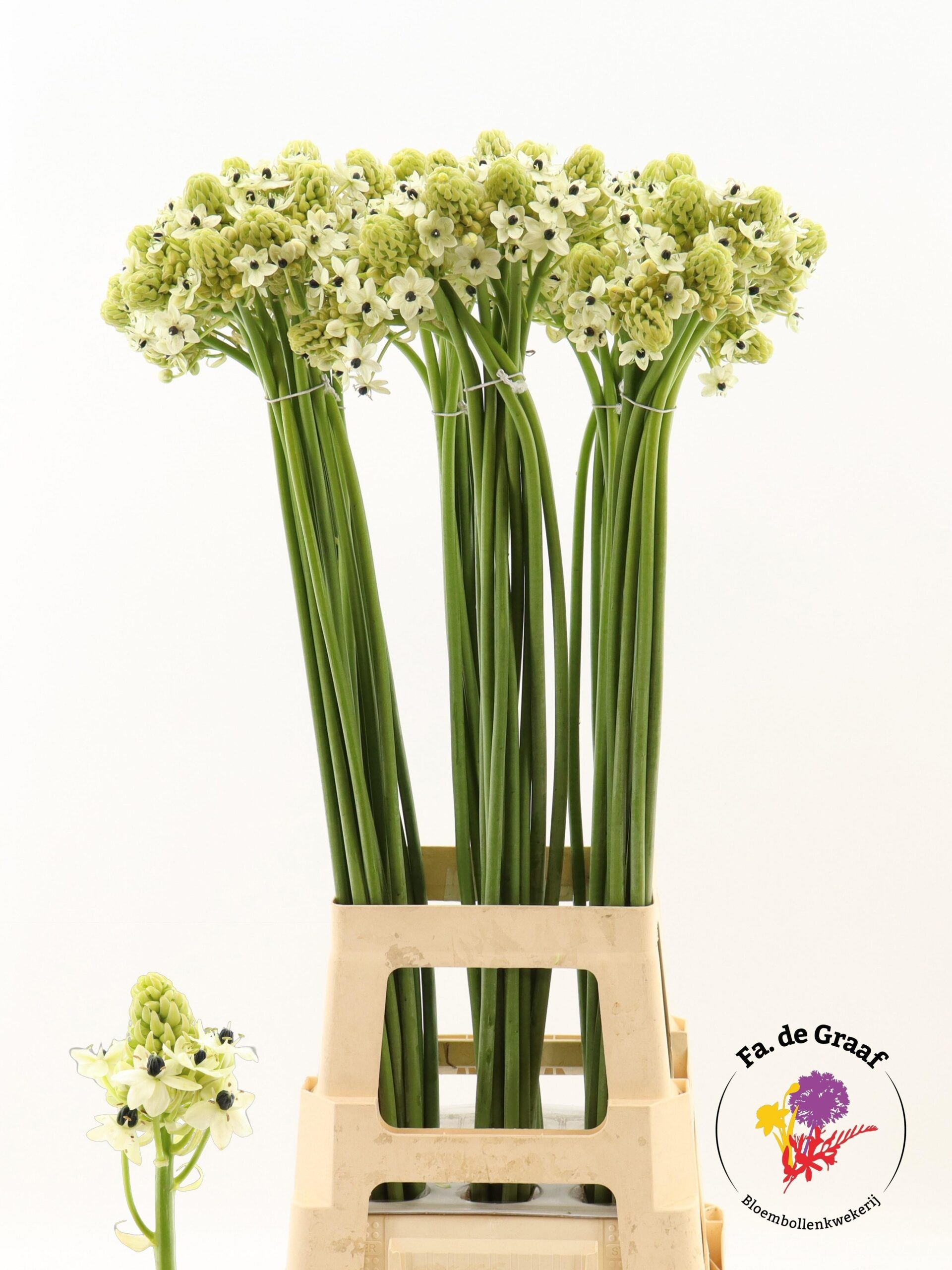 Ornithogalum saundersiae