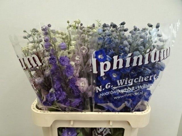Delphinium dubbelbloemig gemengd