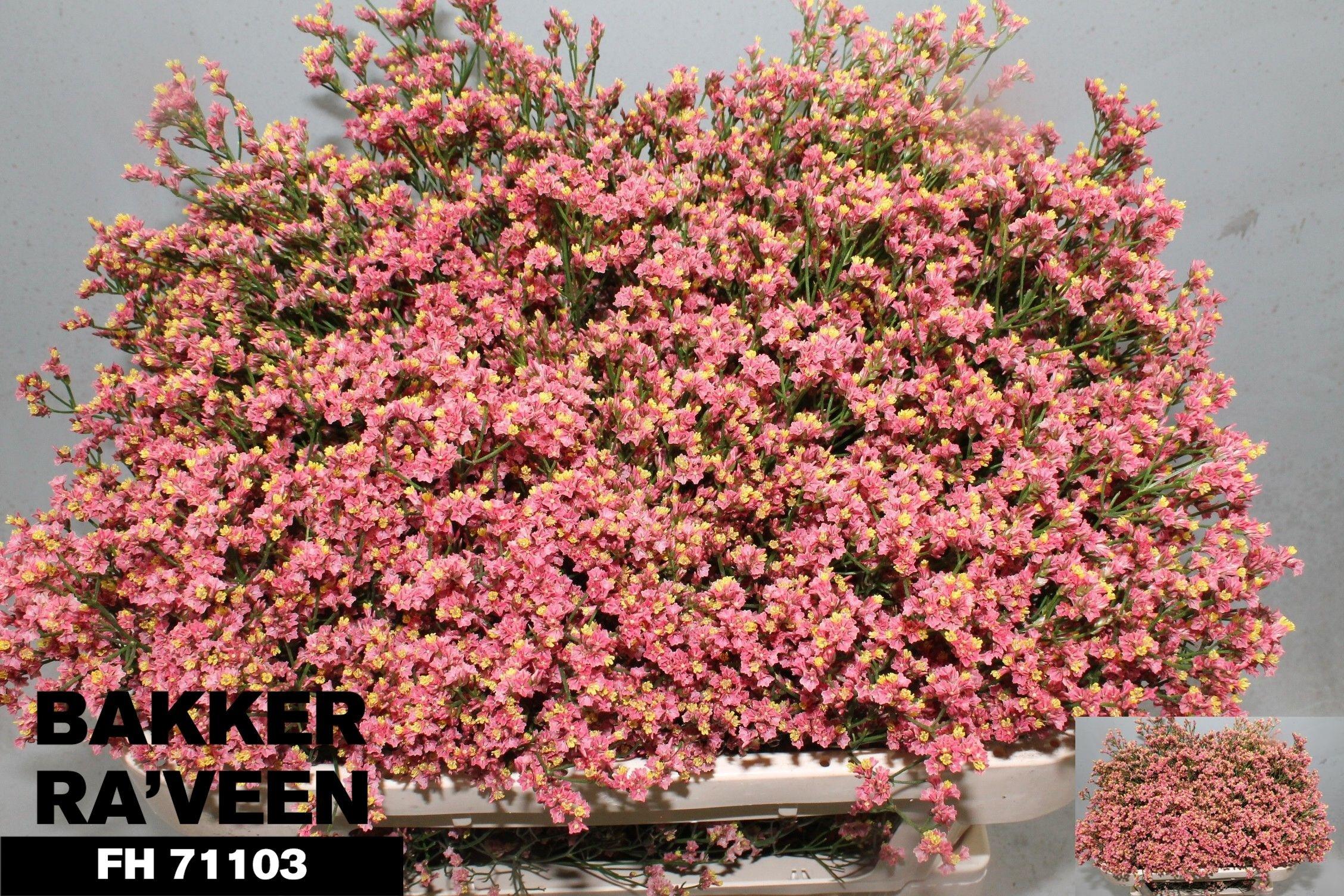 Limonium sinense Max Diamond