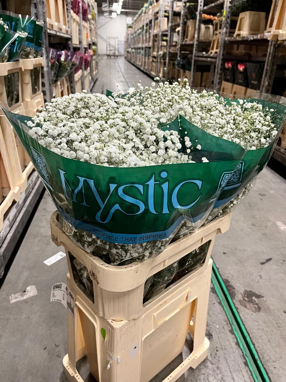 Gypsophila paniculata Xlence