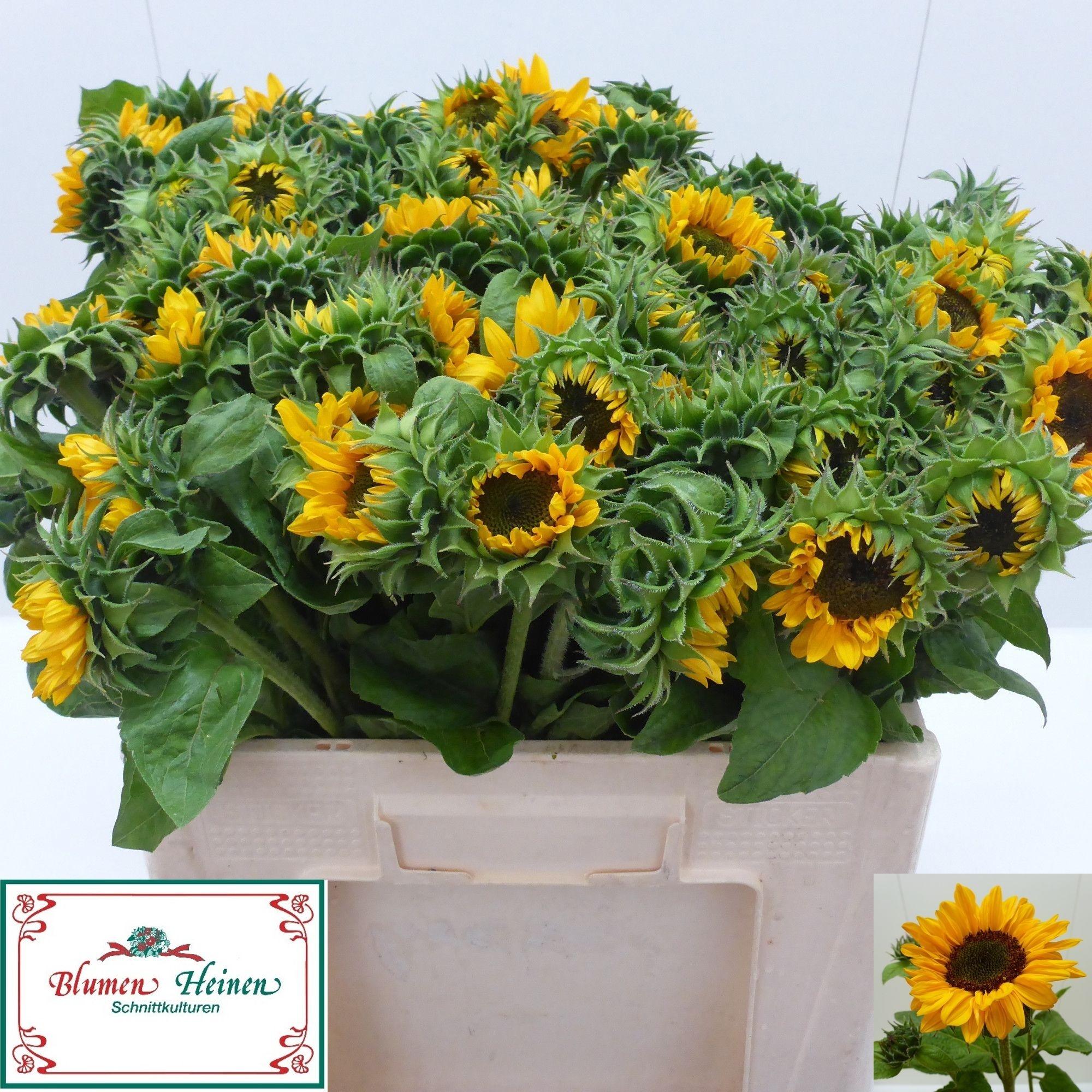 Helianthus annuus 'Sonja'