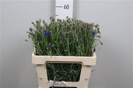 Centaurea cyanus