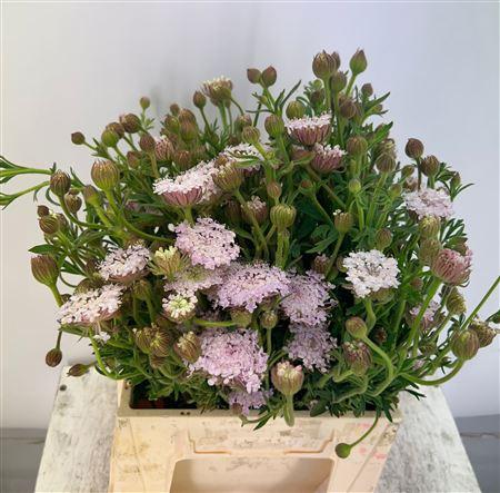 Snijbloemen overig