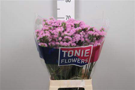 Limonium sinuatum Rosella Sun Birds