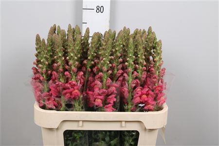 Antirrhinum majus 'Potomac Rose'