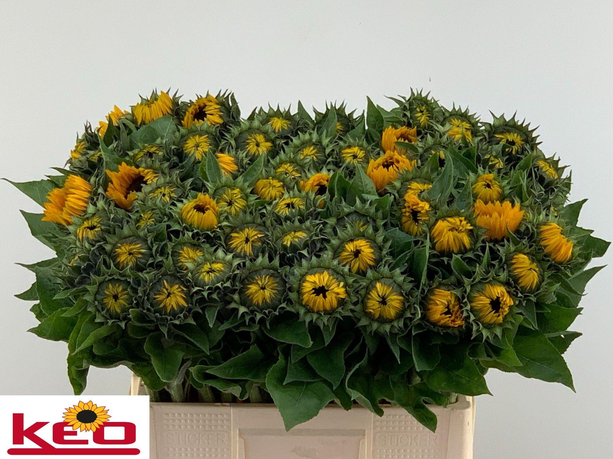 Helianthus annuus 'Sunrich Provence'
