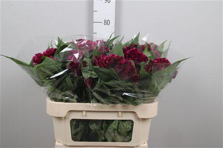 Celosia argentea (Cristata Grp) Cristi Purple