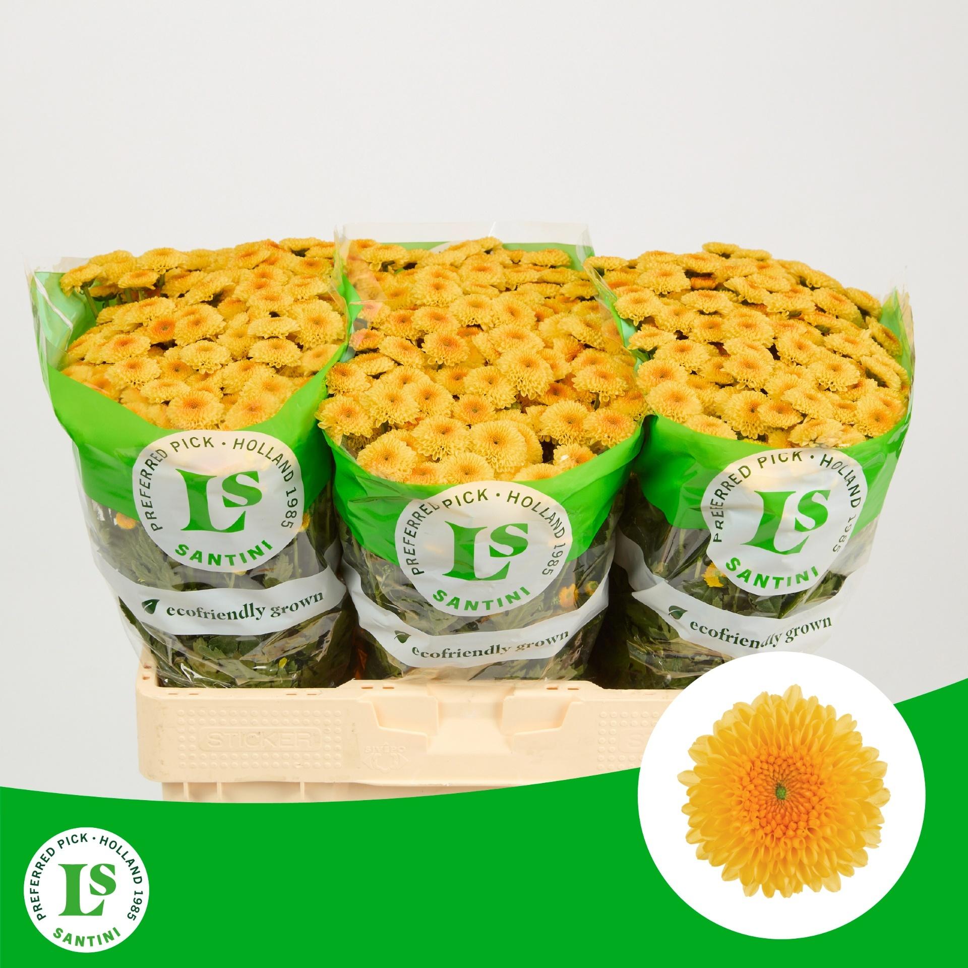 Snijbloemen overig