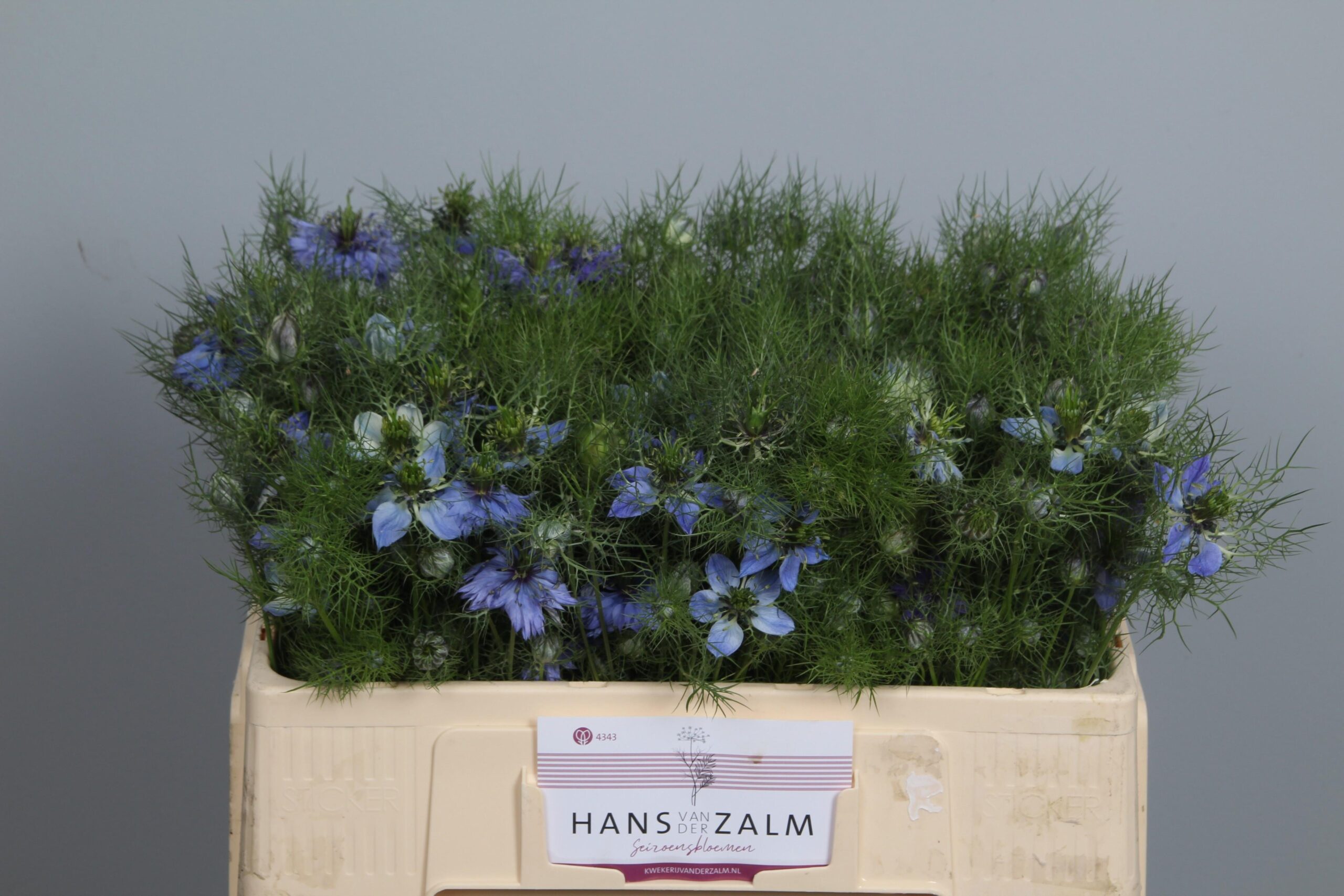 Nigella per bos damascena overig