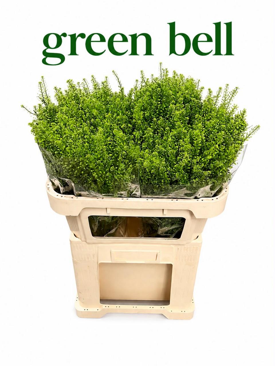 Lepidium ruderale Green Bell